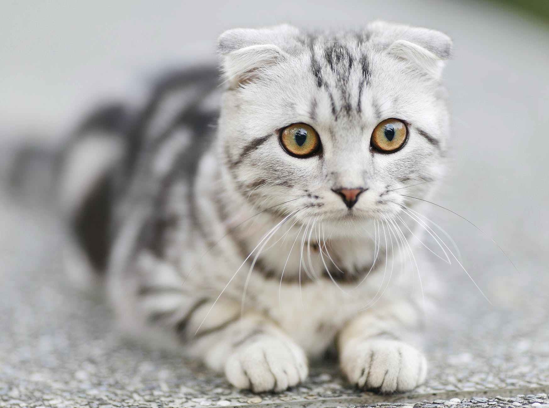 想让高冷猫变粘人精 这些办法你要试试 猫咪