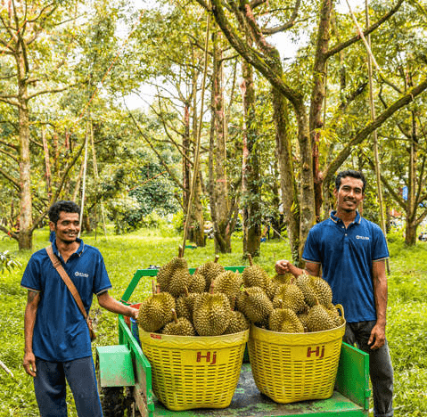 苏宁家乐福深化生鲜战略泰国产地直采助力榴莲自由