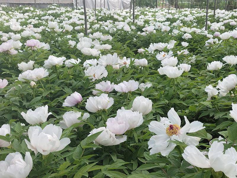 兴平:50亩药用牡丹花开芬芳