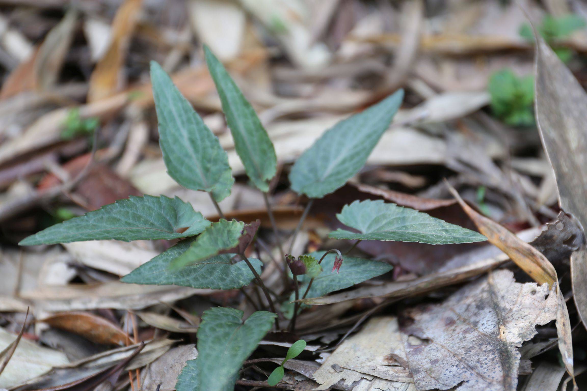 庆元植物1395-堇菜科-堇菜属-紫背堇菜