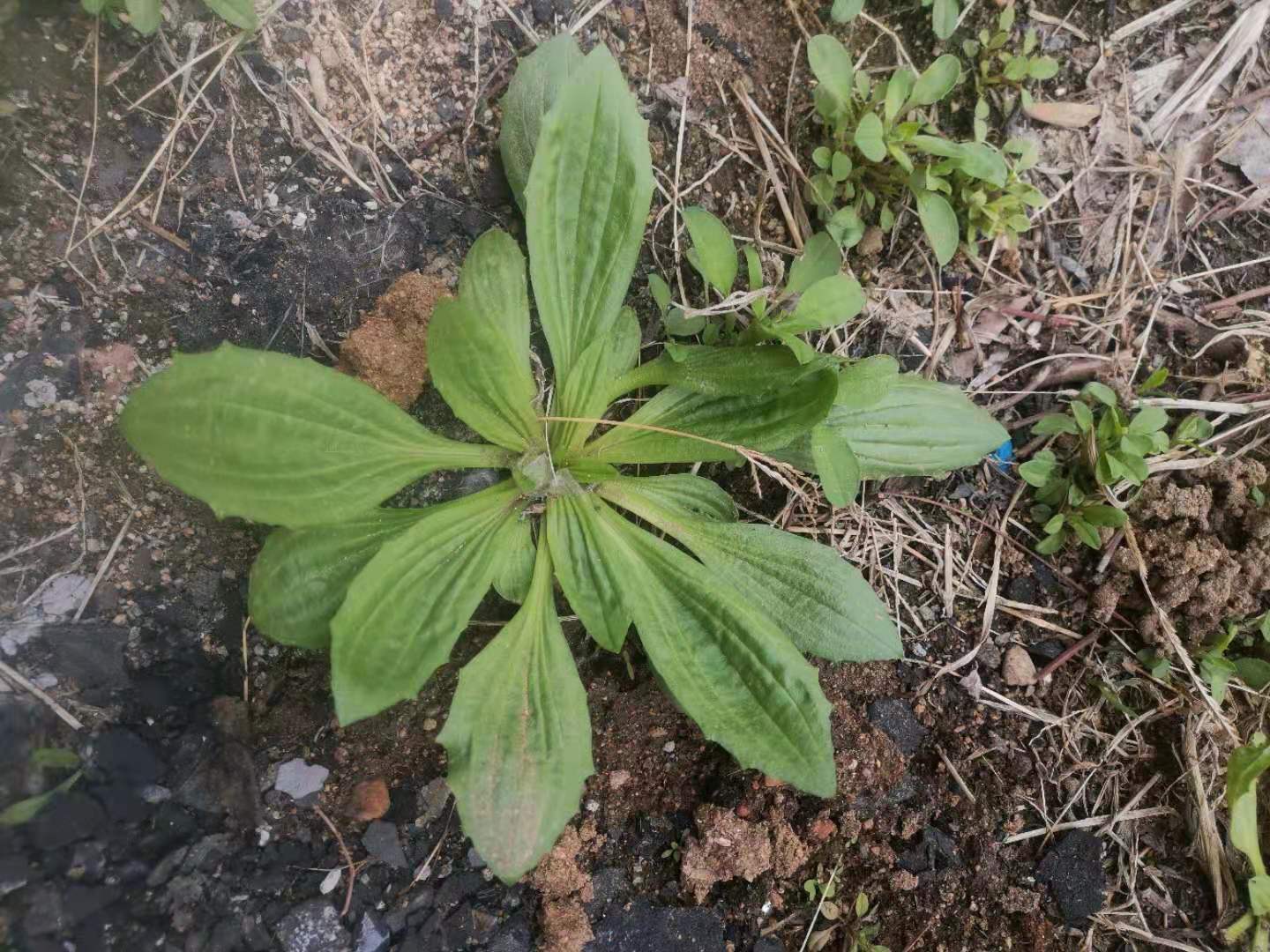 谷雨前后车前草生长季节也是保养肝的黄金时期
