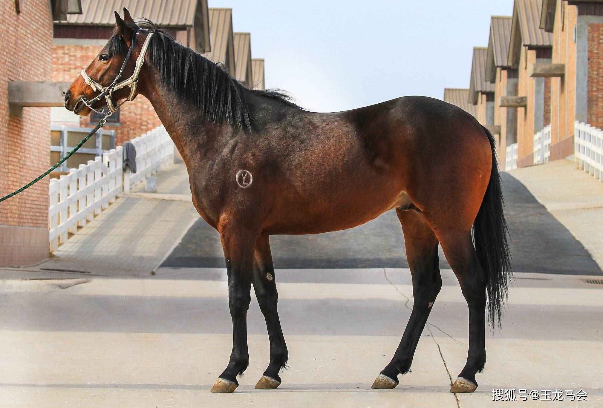 玉龙宝驹车票子嗣登陆2021玉龙春季拍卖会