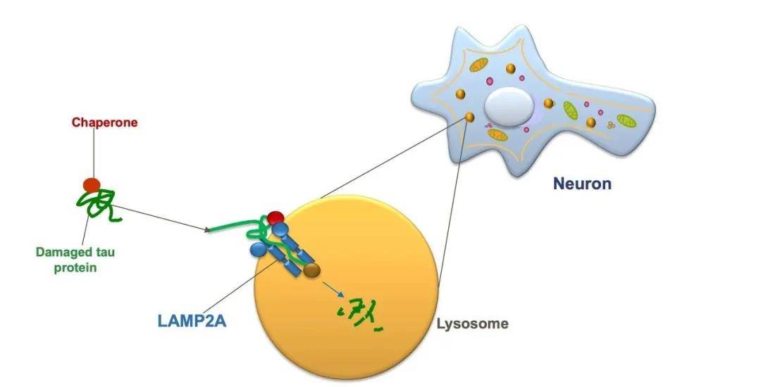 分子伴侶介導的自噬(cma)能夠消化有缺陷的tau蛋白和其他蛋白質,但是