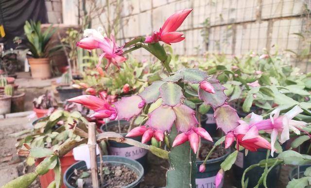 几月份嫁接蟹爪兰比较好呢 0d2d14e2303148468bbcfc36a97c86e2.jpeg