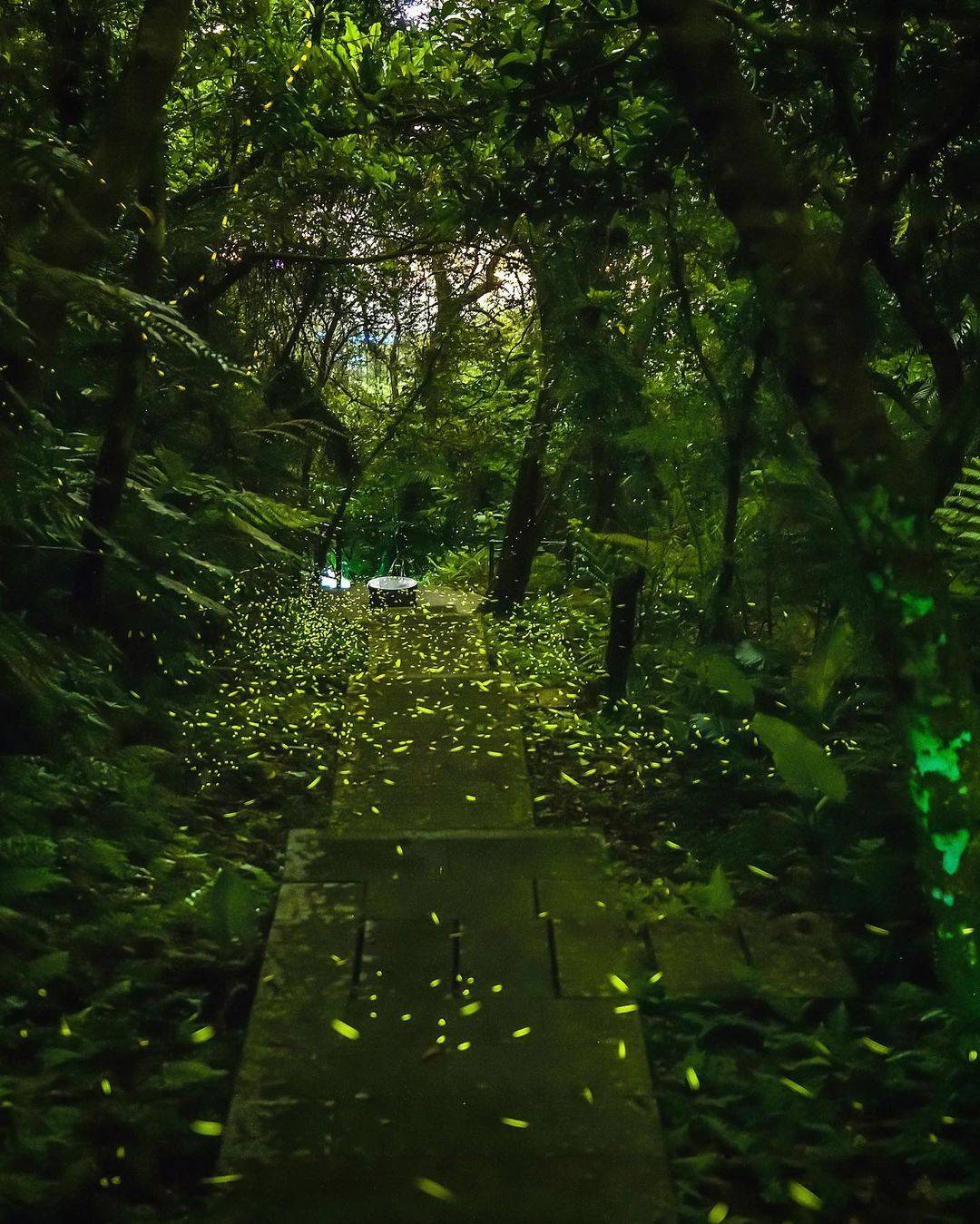 2021最新台北&新北&新竹萤火虫景点top8,点点星光好浪漫,约会胜地也很