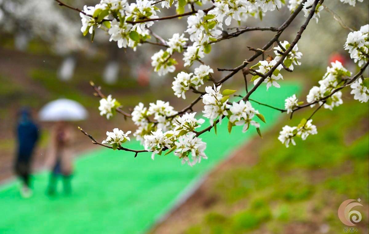 打卡莲花山梨花节,养眼之行从这里出发