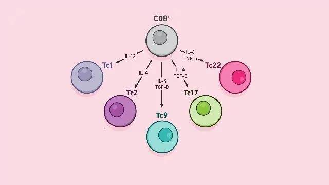 CD8+T细胞的基本知识_手机搜狐网