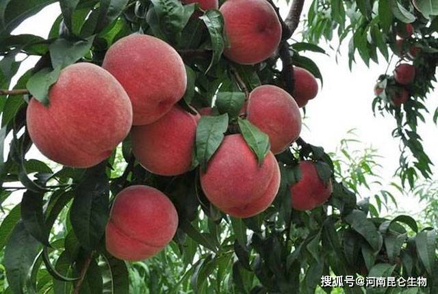 果树施什么肥能增甜 9cbf882a87ae4fae912de7d5a709ae03.jpeg