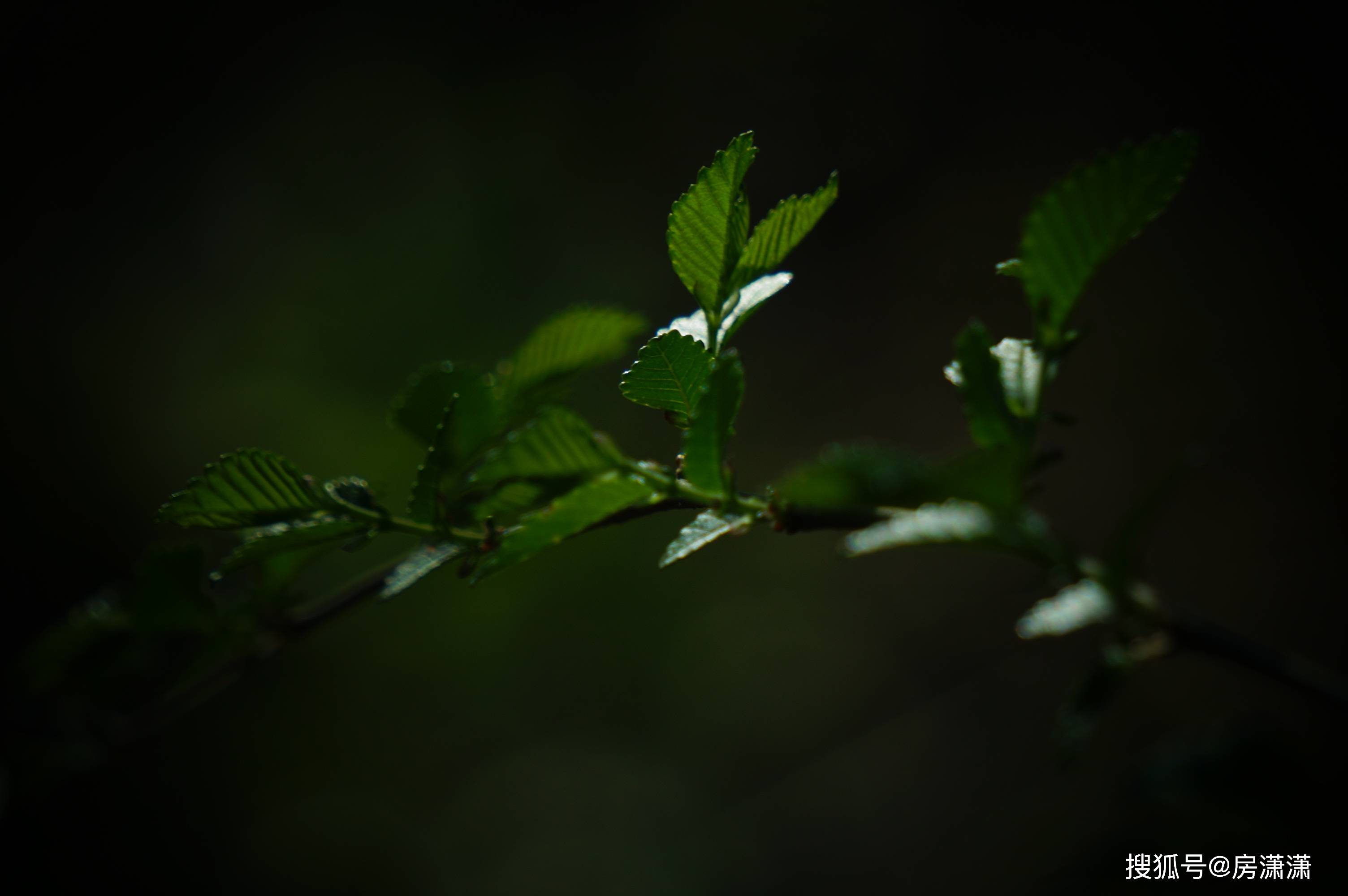 07396776472c4c57a43339db445067d0.jpeg