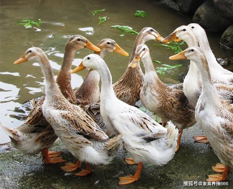 蛋鸭品种有哪些?怎么快速提升产蛋率?