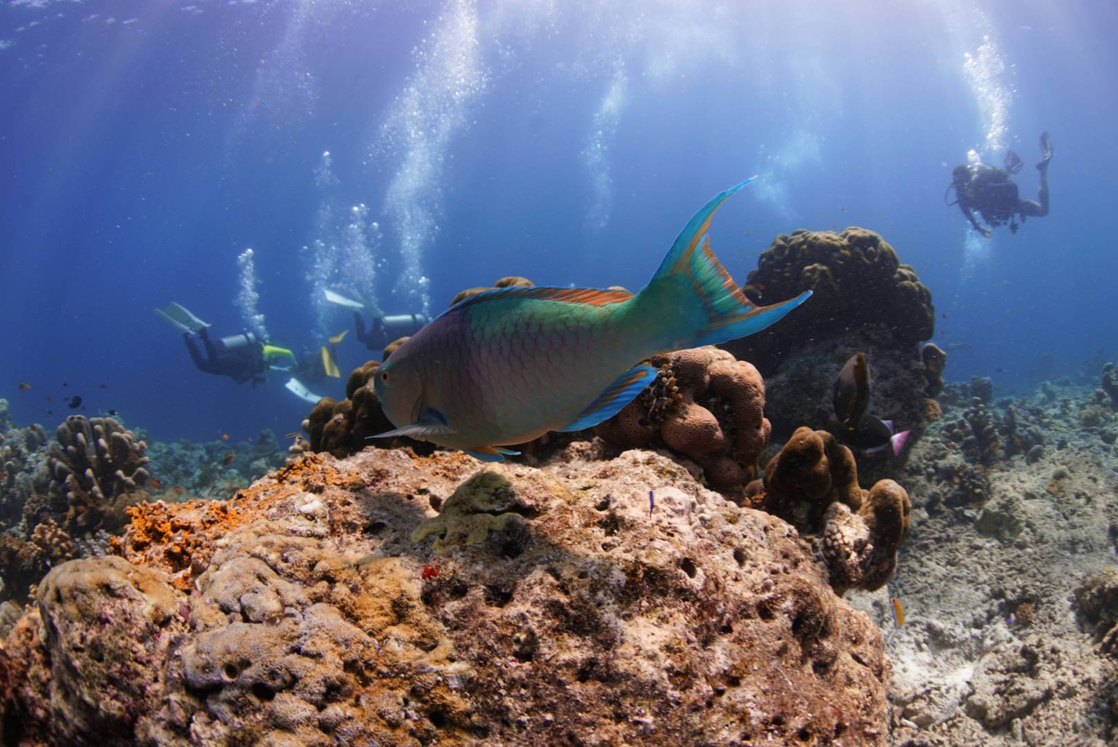 沉醉于那片深蓝!海洋与火山锻造的潜水胜地——诗丹巴