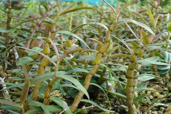 特产早知道白石山铁皮石斛