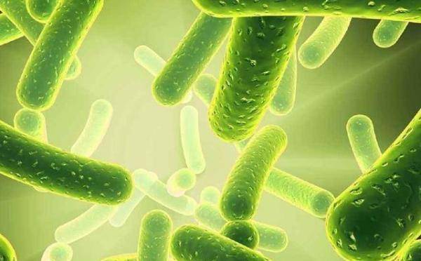 你真的了解益生菌吗?