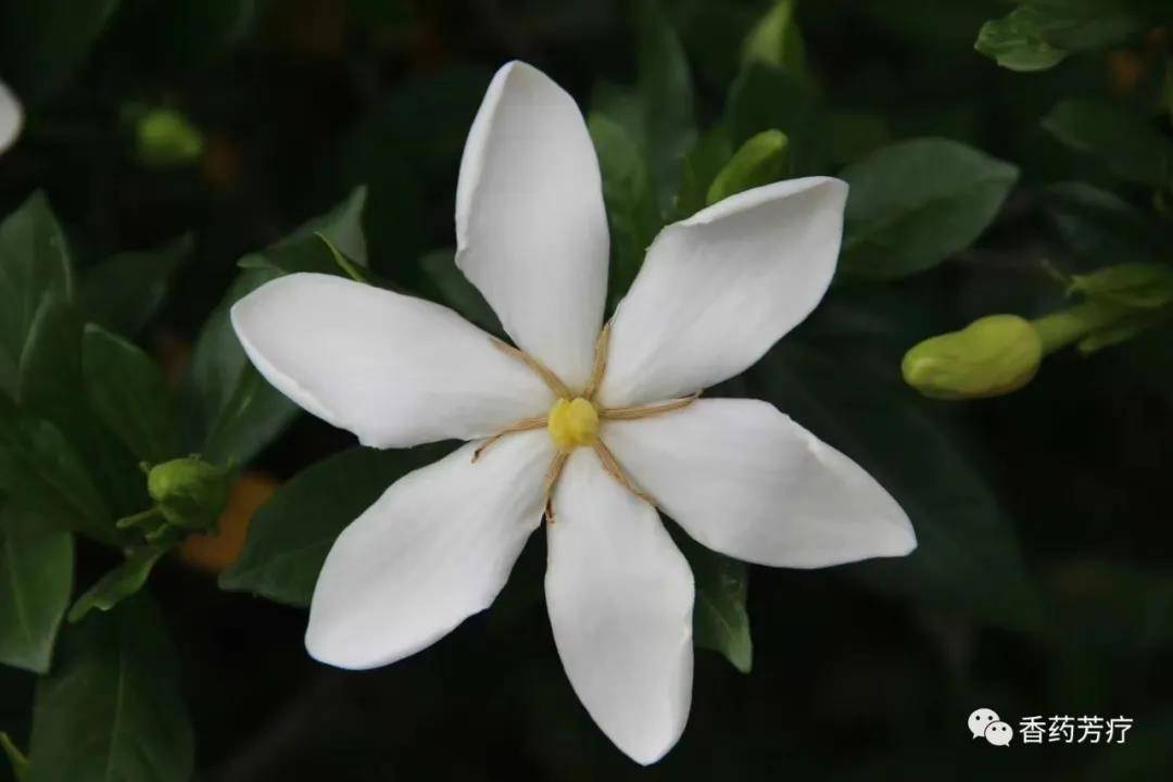 福州地处闽江口三山盆地,海洋性气候,茉莉花为多年生灌木,喜温暖湿润