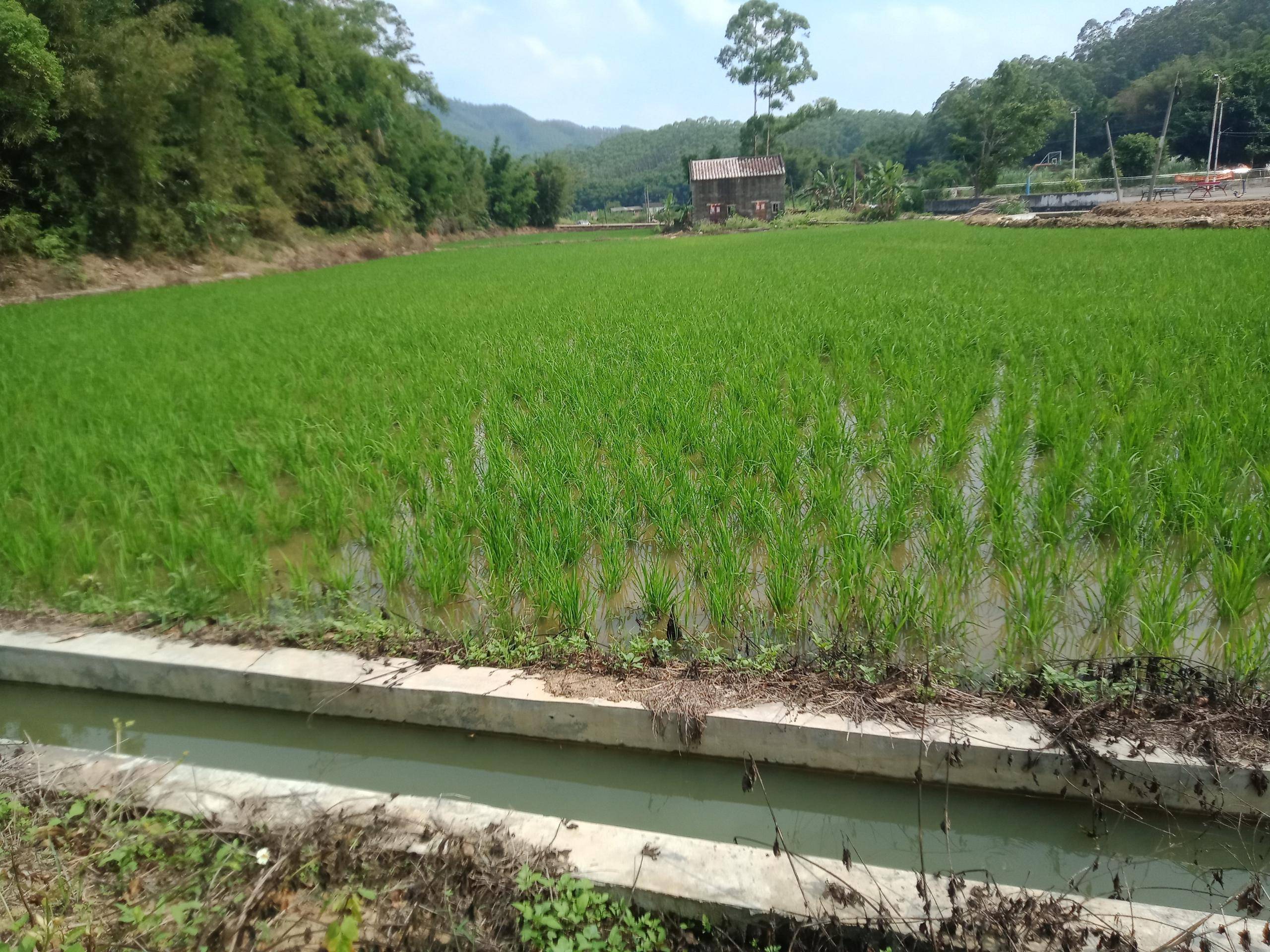 建设美丽乡村——垦造水田篇(268)_土壤