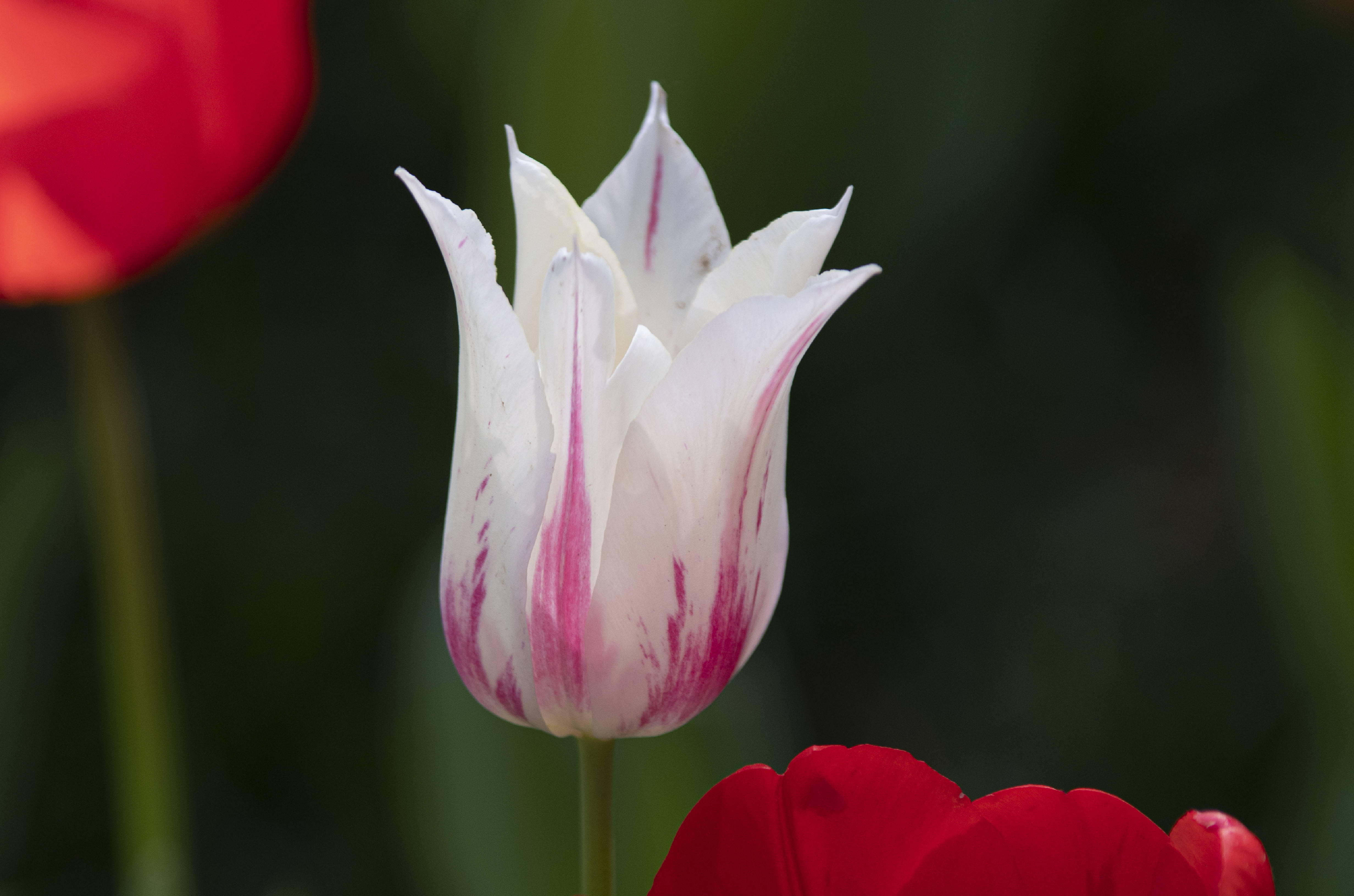 素静雅致郁金香,娇美清香,妖媚分姿