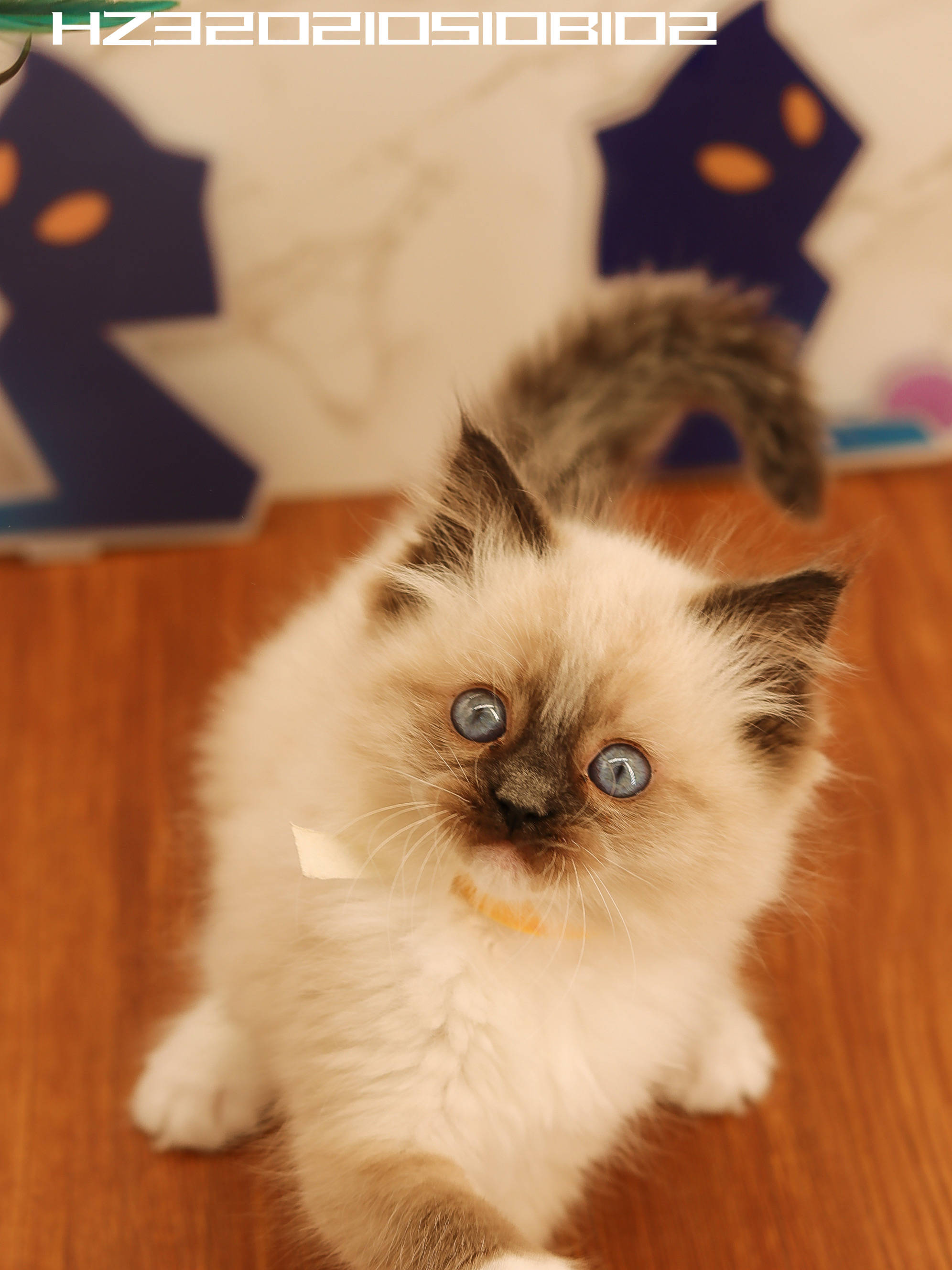 幺社领养猫咪第四期布偶双色布偶重点色英短蓝白英短银点