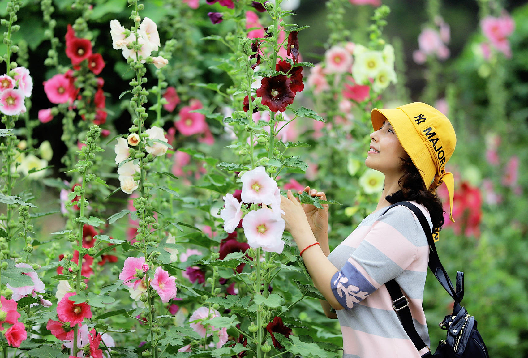 5月相约鲜花山谷看世界最美的蜀葵花海 花卉