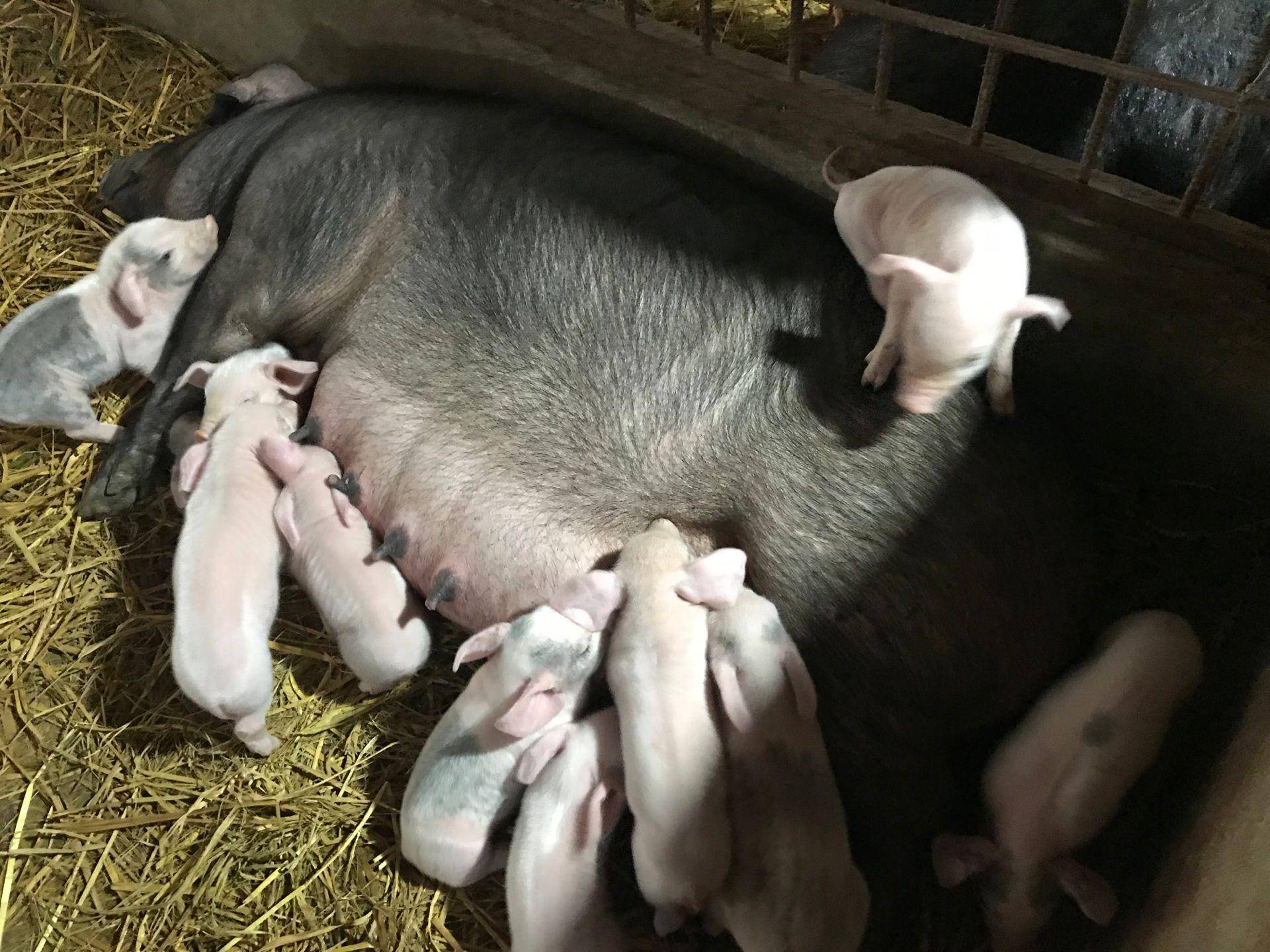 哺乳期母猪缺乳?这样就能解决了?
