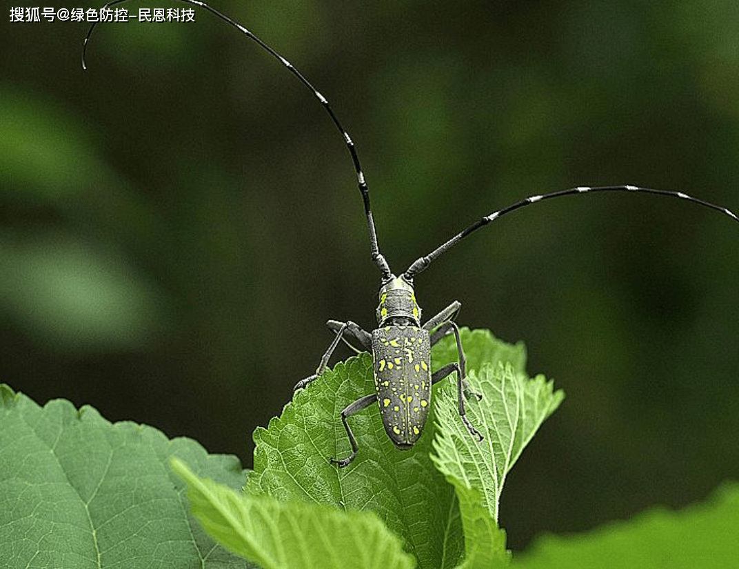 蚕桑养殖技术及主要虫害绿色防控技术_桑树