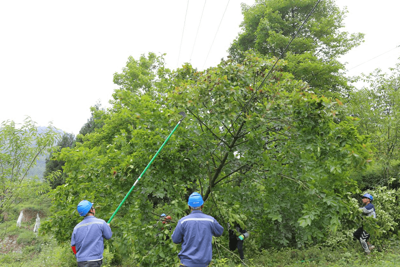 学史力行办实事贵州六盘水水城供电局清理树障让电网供电更硬核