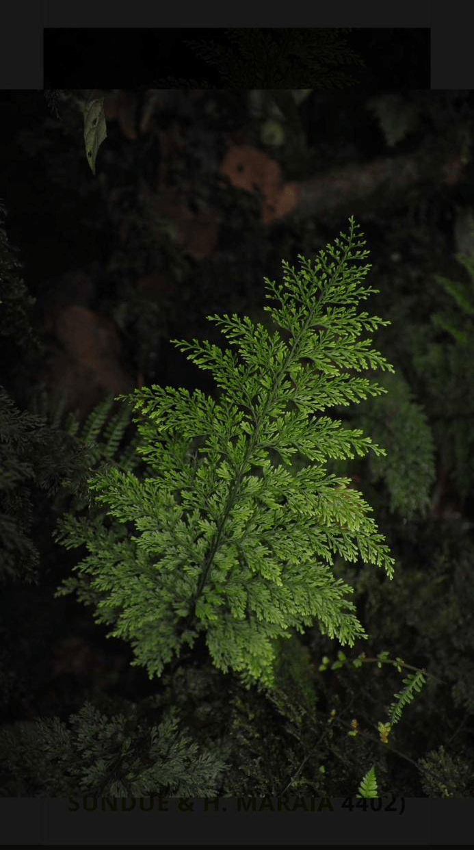 布海植物志大叶瓶蕨vandenboschiamaxima全水下养殖全攻略