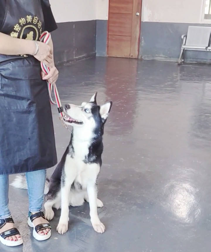 1岁多的哈士奇爱在家乱大小便 广州帝皇宠物定制28天狗狗训练训犬方法 Rain