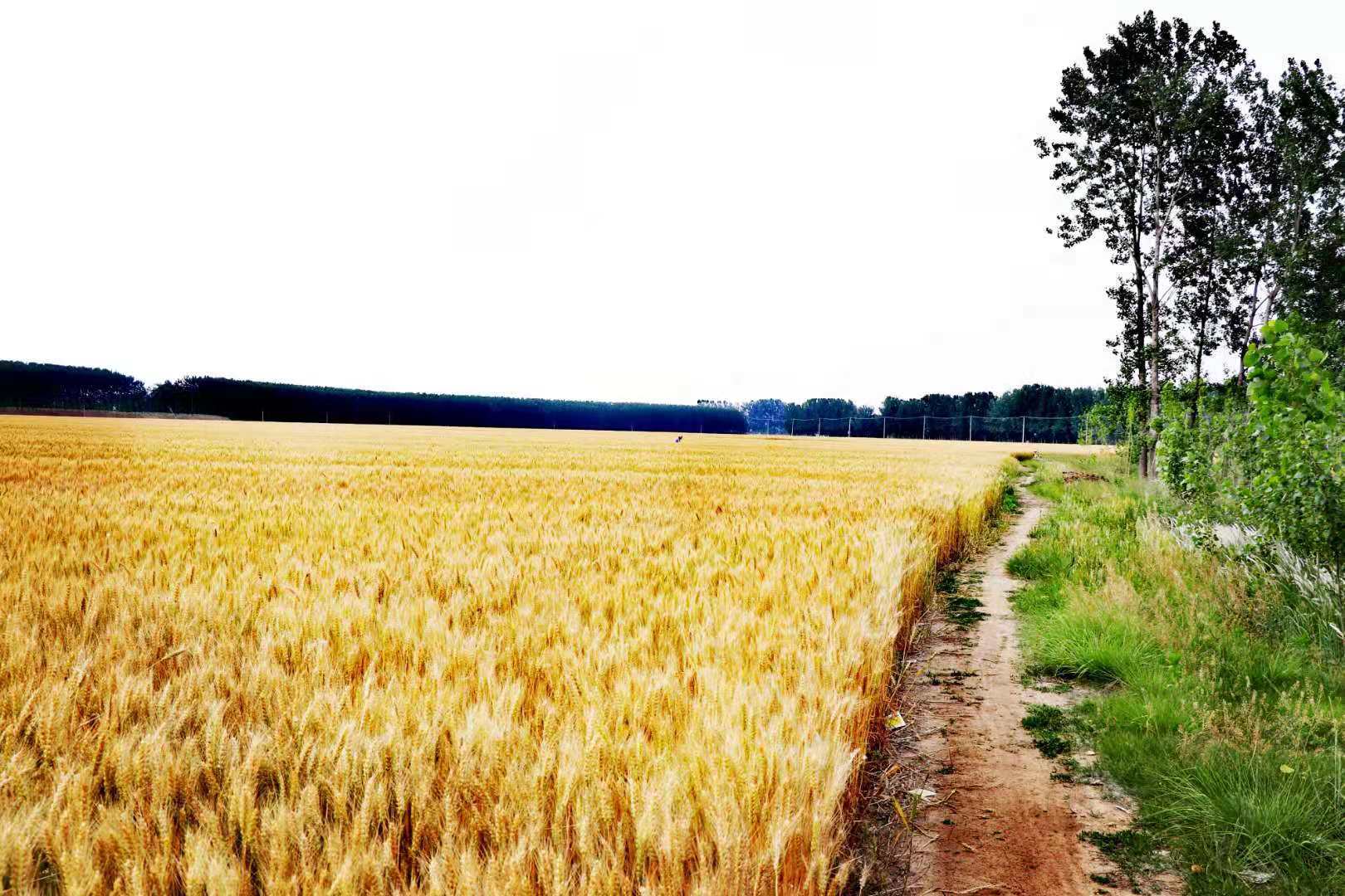 东海风吹麦浪丰景如画