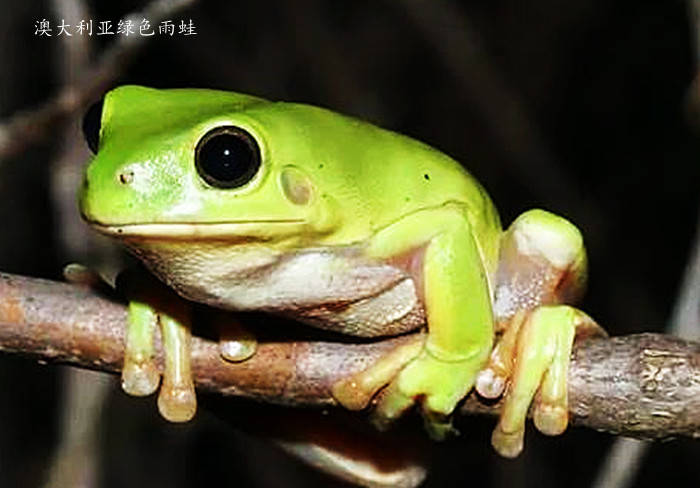 新几内亚岛发现新物种巧克力蛙