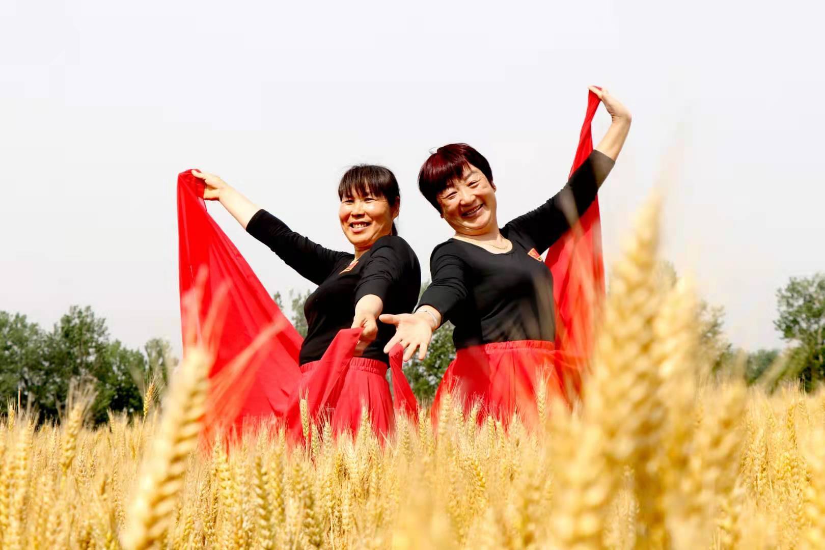 东海双店镇:麦田走秀庆丰收