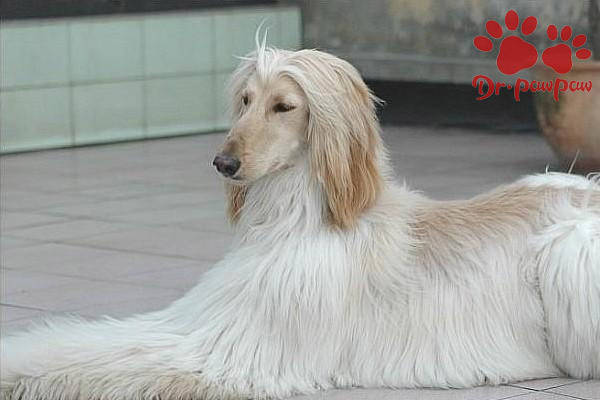 最优秀的猎犬体现在哪方面 07501d1fc1f74384affdecc0a30bf6b1.jpeg