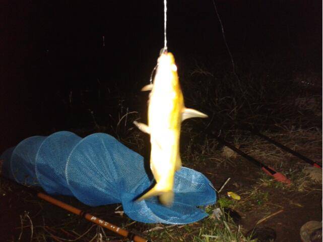 夜钓应该注意哪几个方面的技巧和细节?水库钓鱼户外野钓