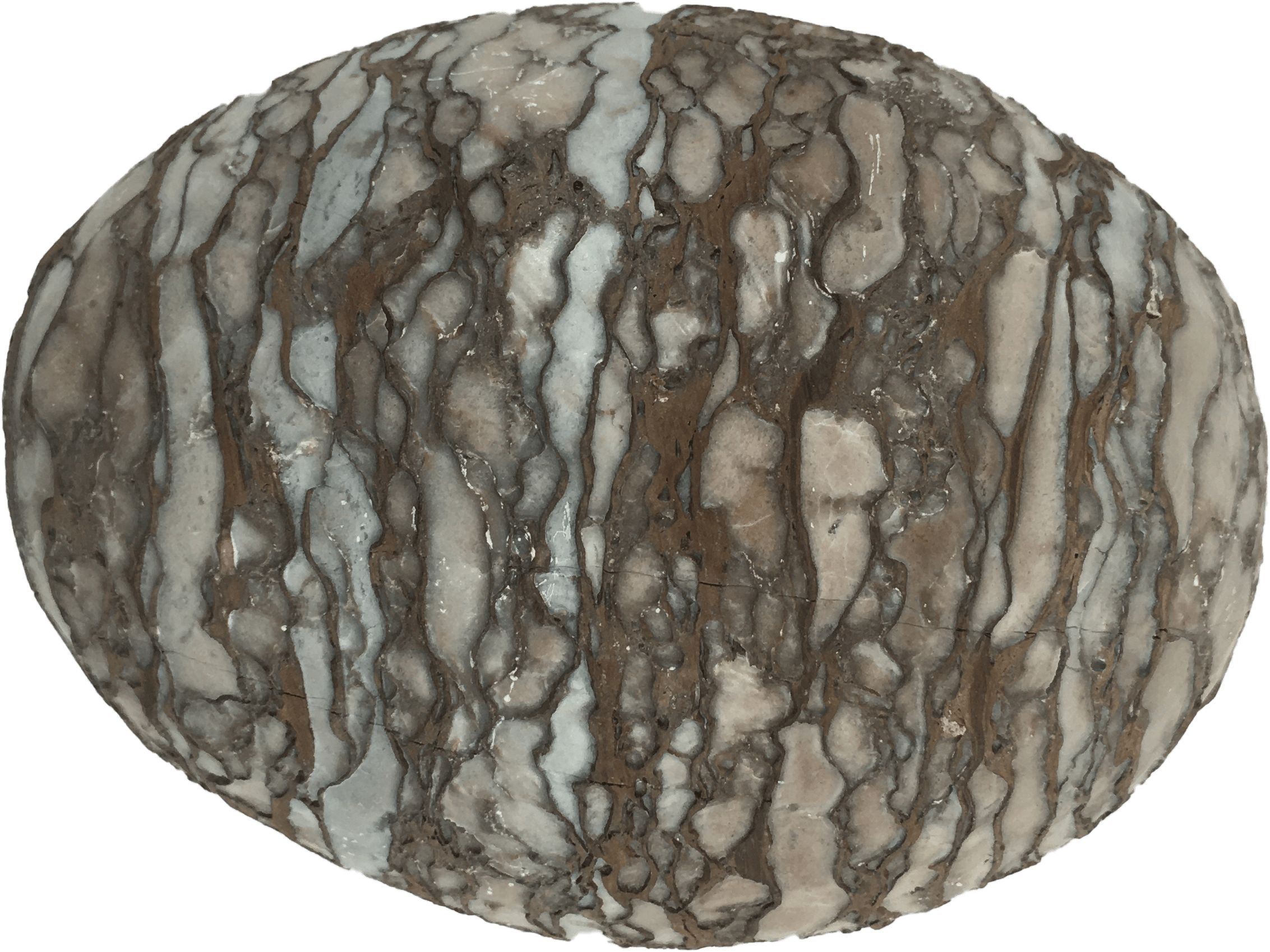 约1462g,蟒蛇蛋蛋壳又软又薄,不像恐龙蛋质地坚硬,所以形成化石的要求