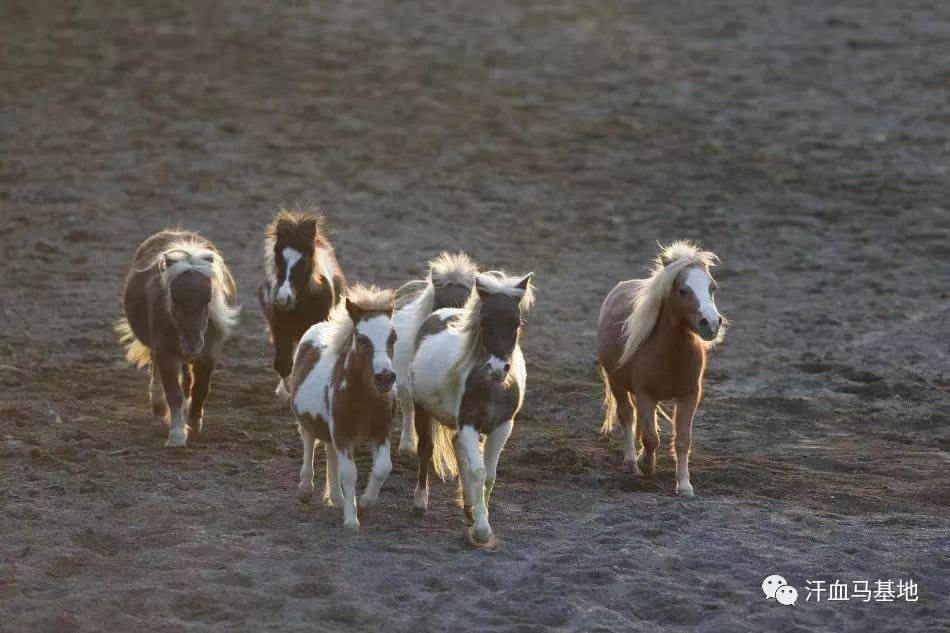 也叫迷你馬或袖珍馬是來自英國的設特蘭馬新疆古生態園汗血馬基地裡的