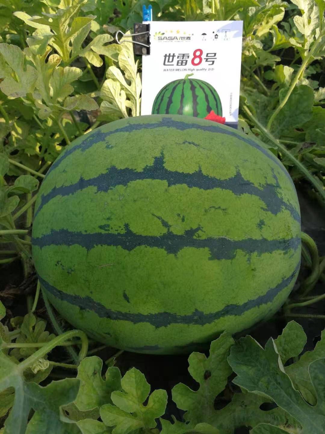 晚熟西瓜几月份种植_品种