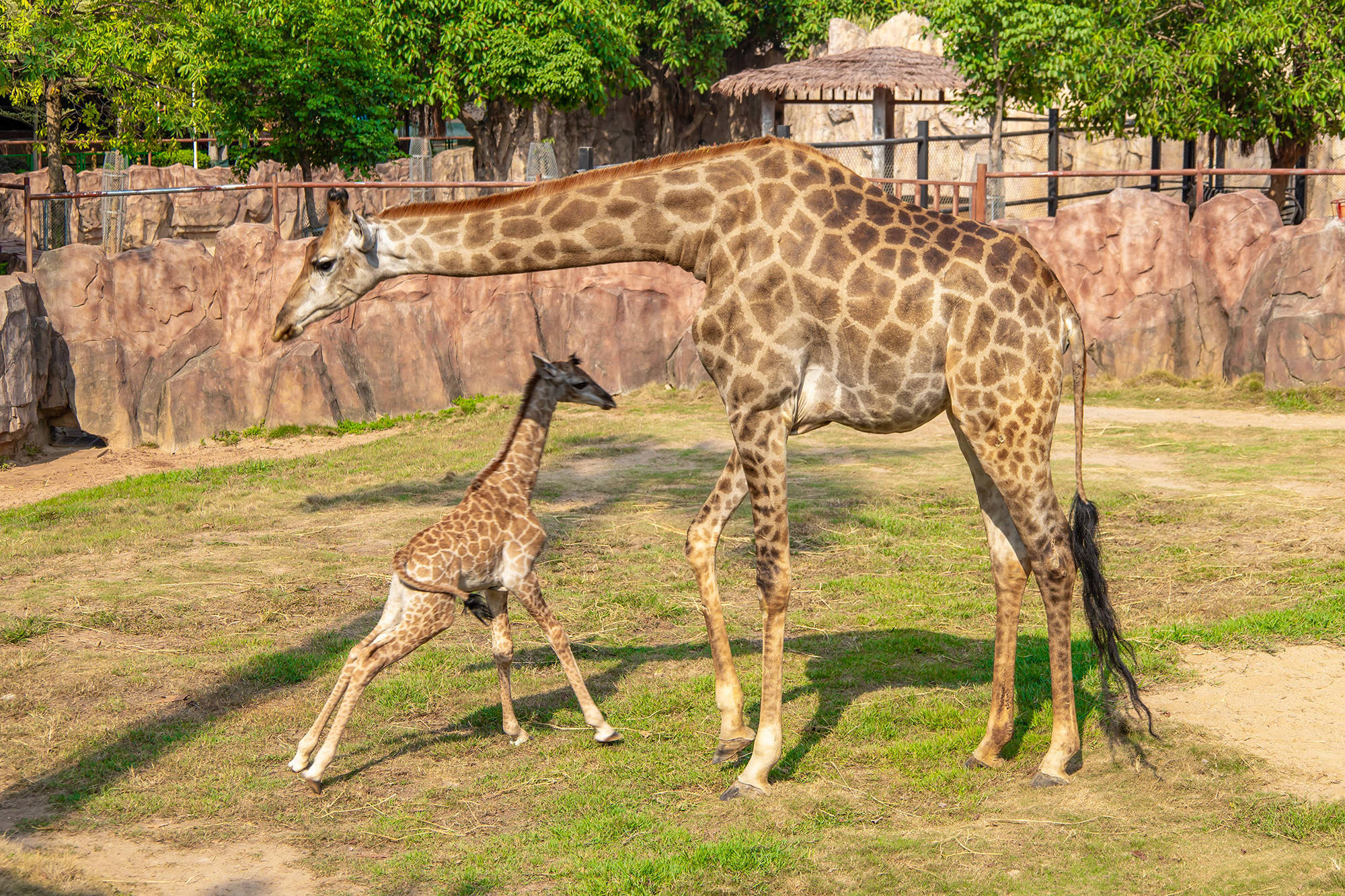 喜迎"龙凤胎",长颈鹿一家子为考生加油打气!