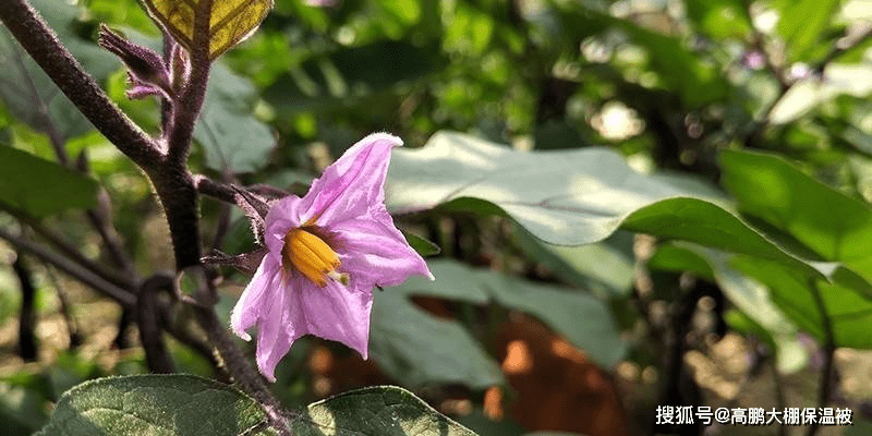 保花保果 如何管理温室中的茄子 植物