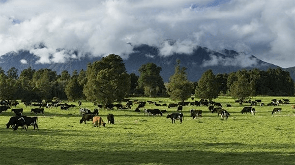 英国牛奶产量稳定,液态奶加工量下降