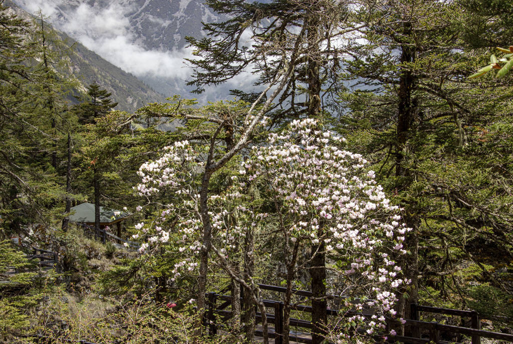 康定木格措杜鹃花开美如画