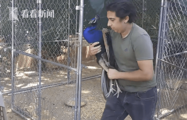 美国洛杉矶县孔雀成灾 求偶声震耳欲聋严重扰民