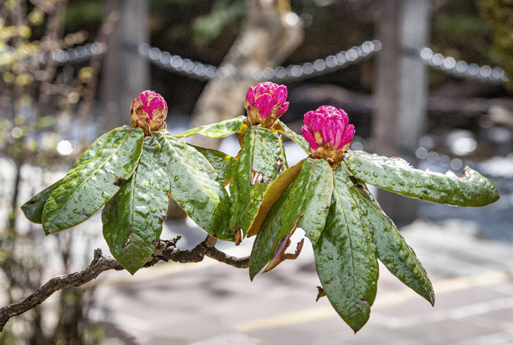 康定木格措:杜鹃花开美如画