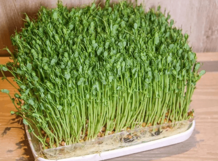 方绿豌豆苗图片