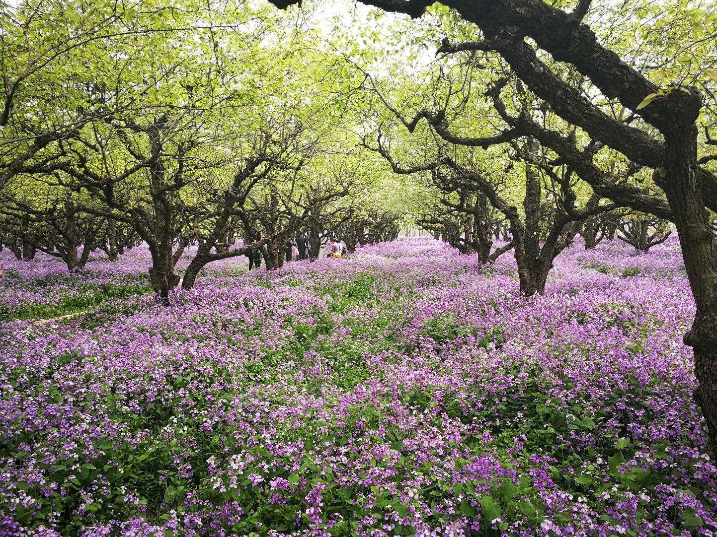 宿迁嶂山森林公园美景