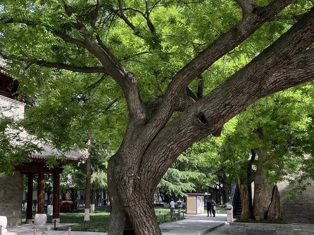 西安市树国槐图片
