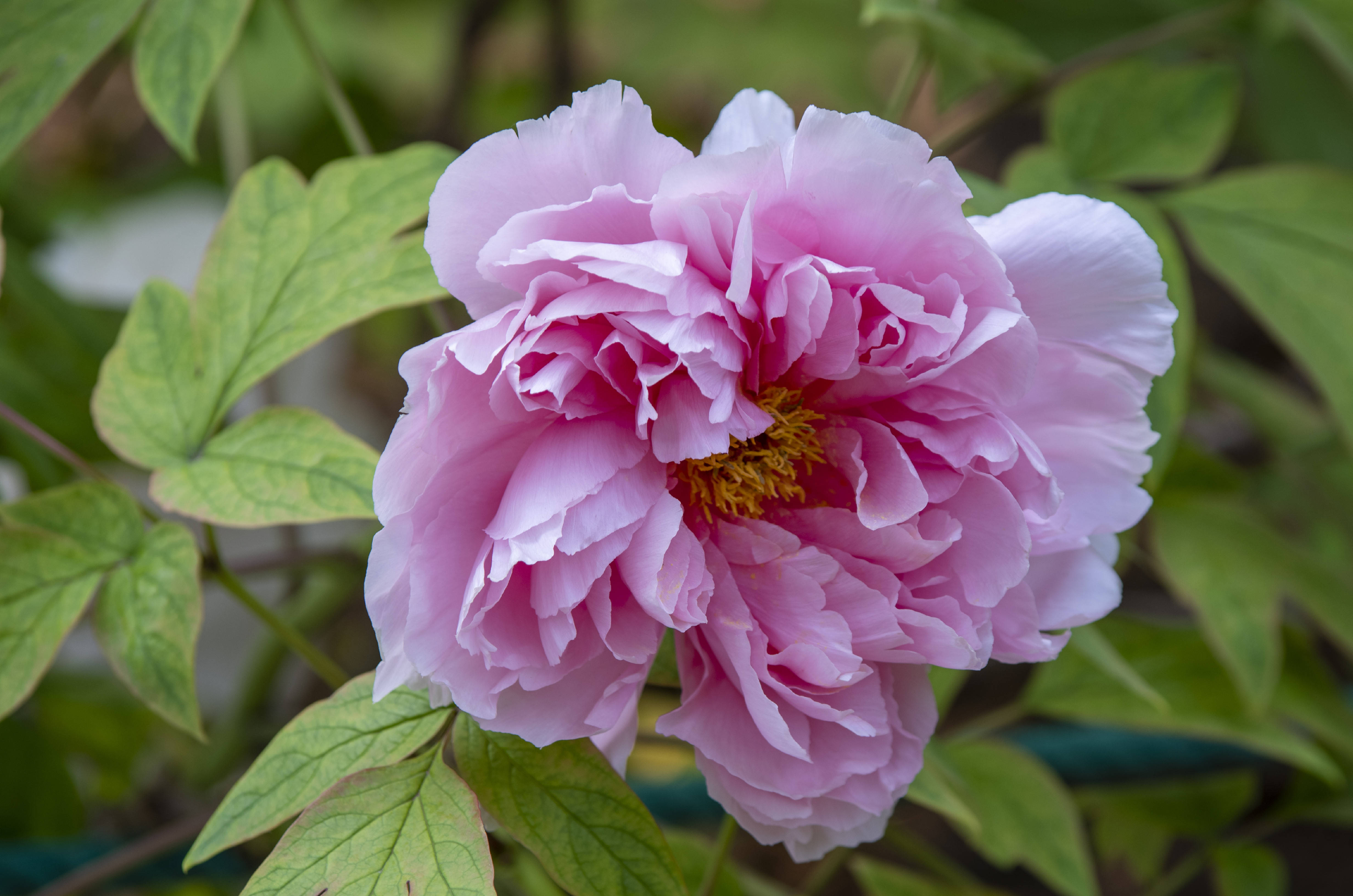 牡丹丰富的花容,绚丽的色彩,在百花丛中争艳斗丽