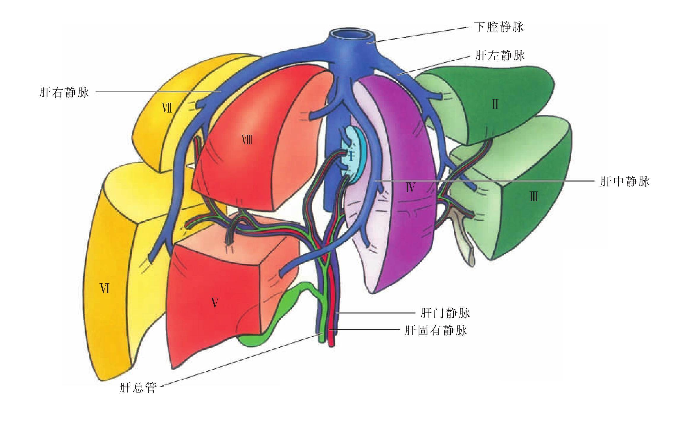 肝的脏面结构解剖图图片