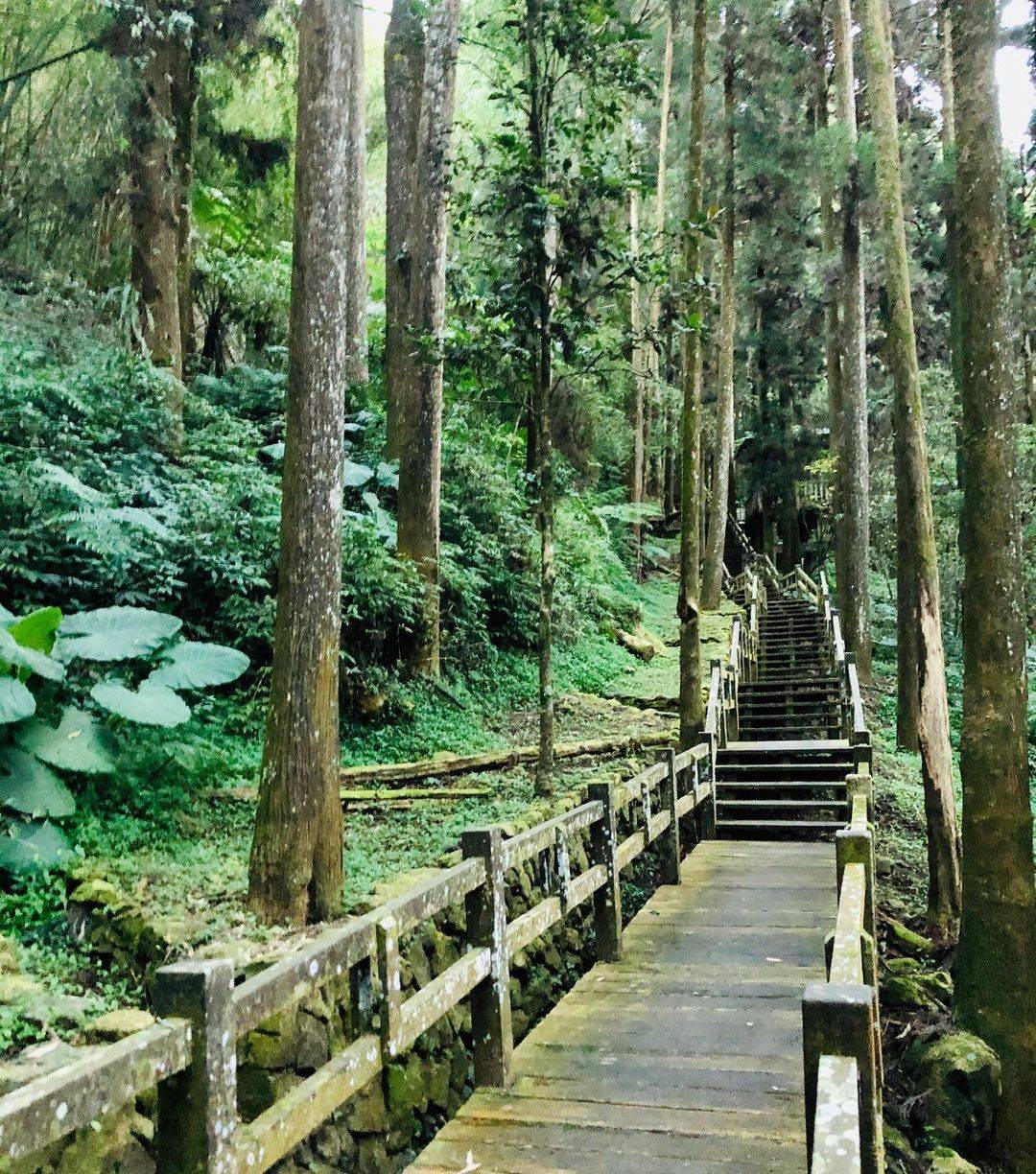 2021嘉義9條登山步道推薦新手也能征服的登山路線走入山林逃離生活