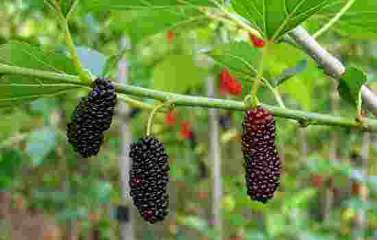 生桑葚的功效 a090e4f01c2549f0869d1f62f2278e87.jpeg