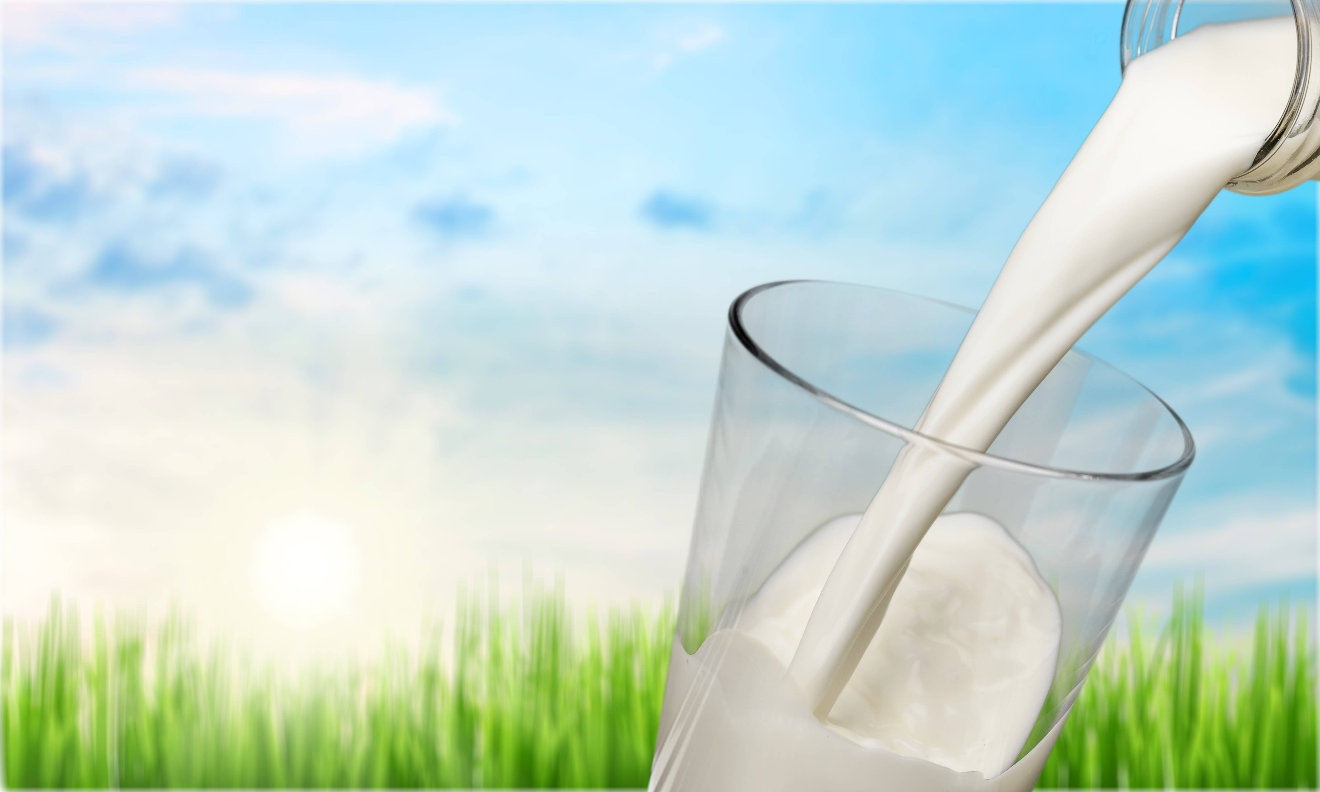 羊乳帮你打败乳糖不耐受