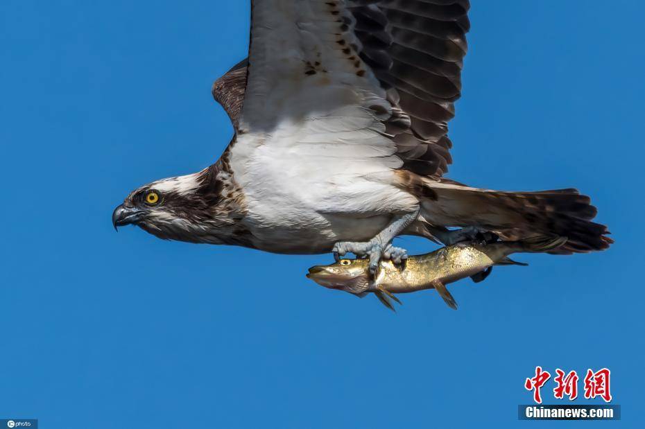 摄影师抓拍鱼鹰捕食 海鸥紧随其后欲"打劫"